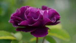 Purple flower
